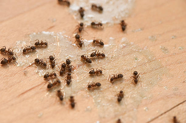  Maypearl, TX Pest Control Pros
